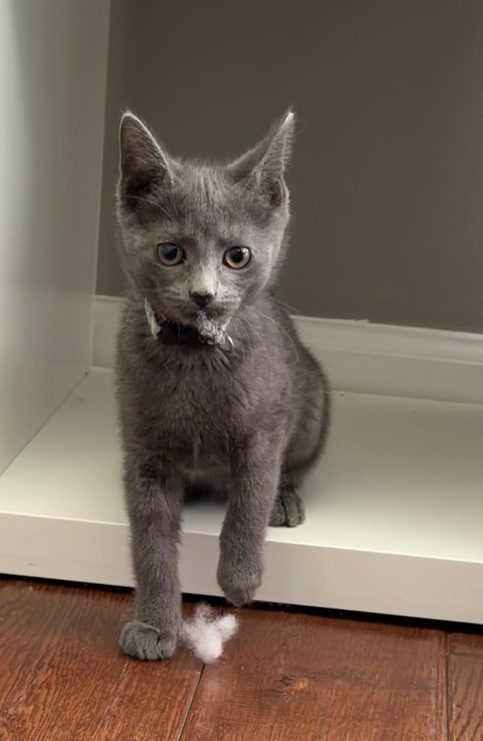 Enlarge Gale Hawthorne, a ADOPTABLE Domestic Short Hair in Galloway, NJ image 1/3