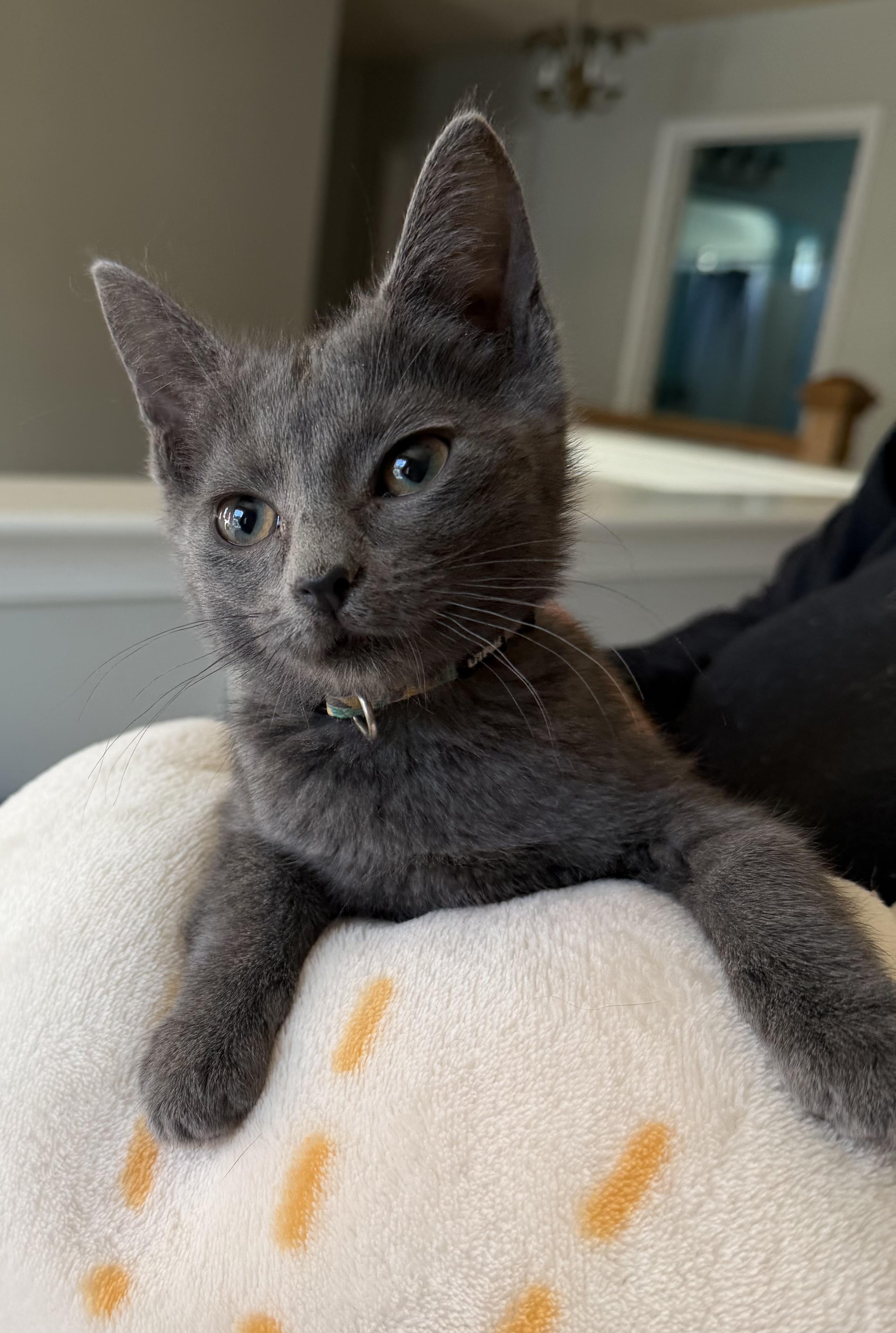 Enlarge Gale Hawthorne, a ADOPTABLE Domestic Short Hair in Galloway, NJ image 2/3