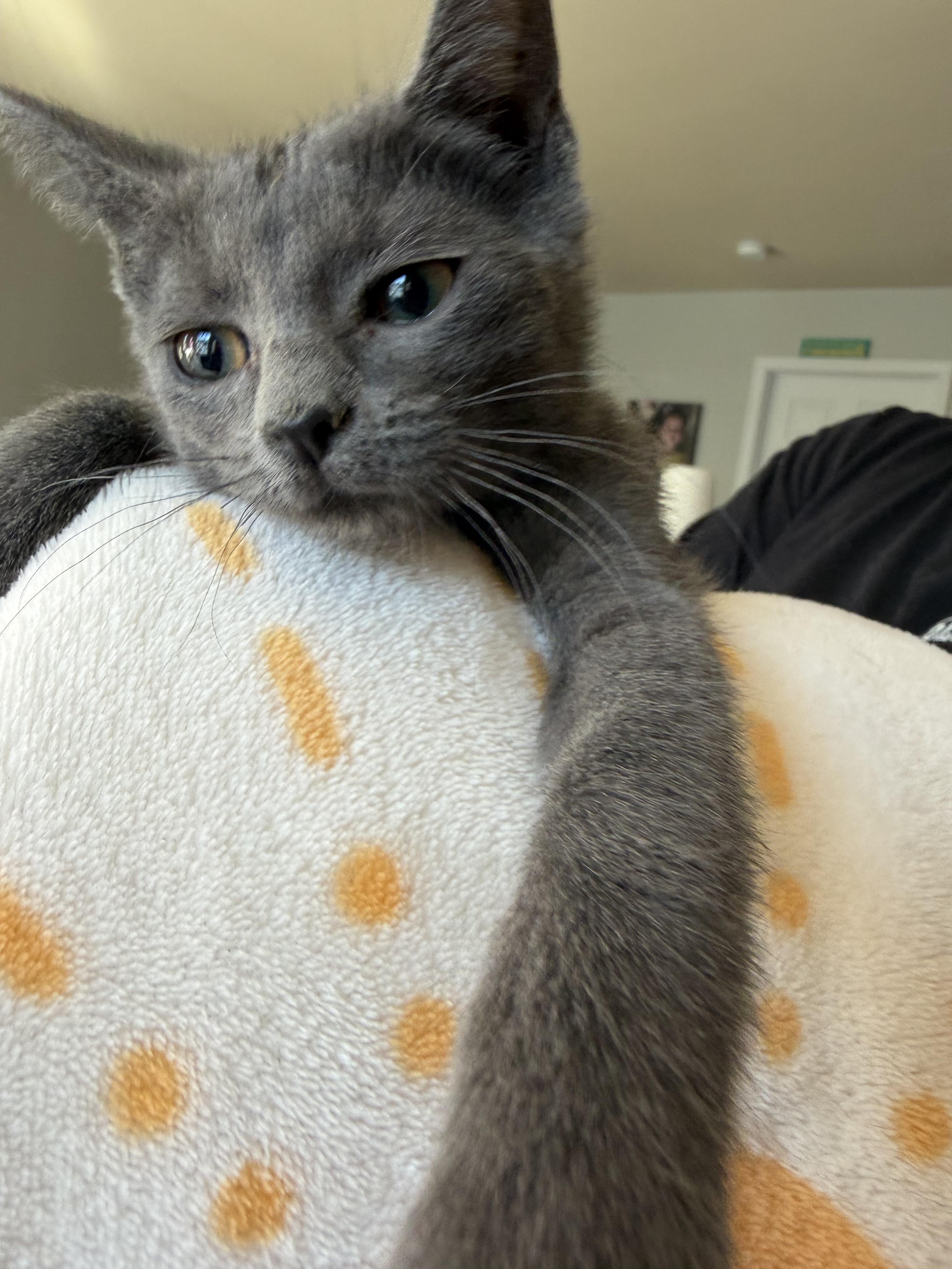 Enlarge Gale Hawthorne, a ADOPTABLE Domestic Short Hair in Galloway, NJ image 3/3