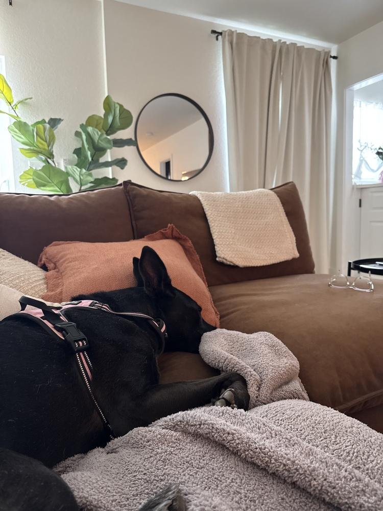 Enlarge Ellie, a Adoptable mixed breed in Denver, CO image 1/6