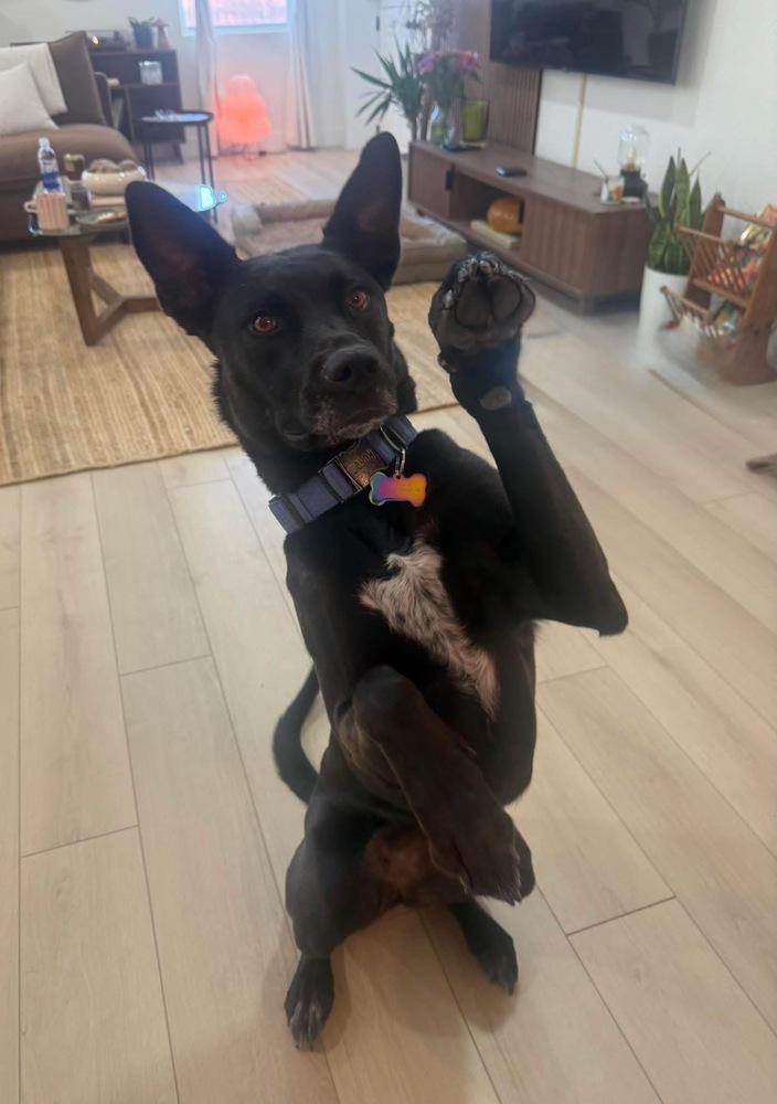 Ellie, Adoptable, Young Female Shepherd & Labrador Retriever.