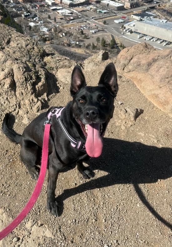 Enlarge Ellie, a Adoptable mixed breed in Denver, CO image 2/6