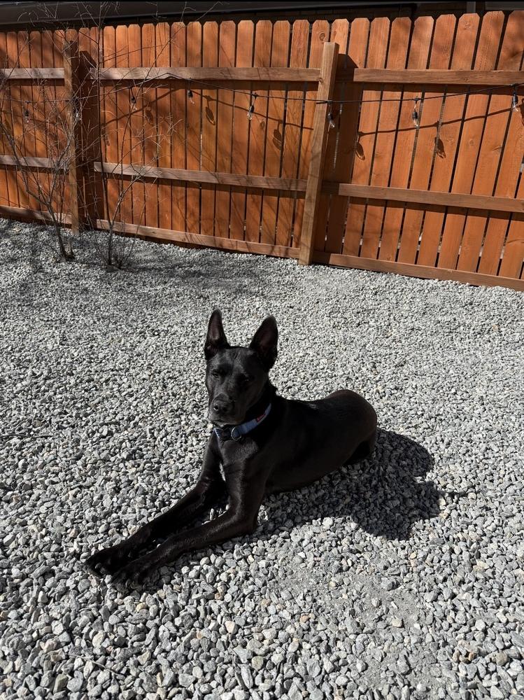 Enlarge Ellie, a Adoptable mixed breed in Denver, CO image 3/6