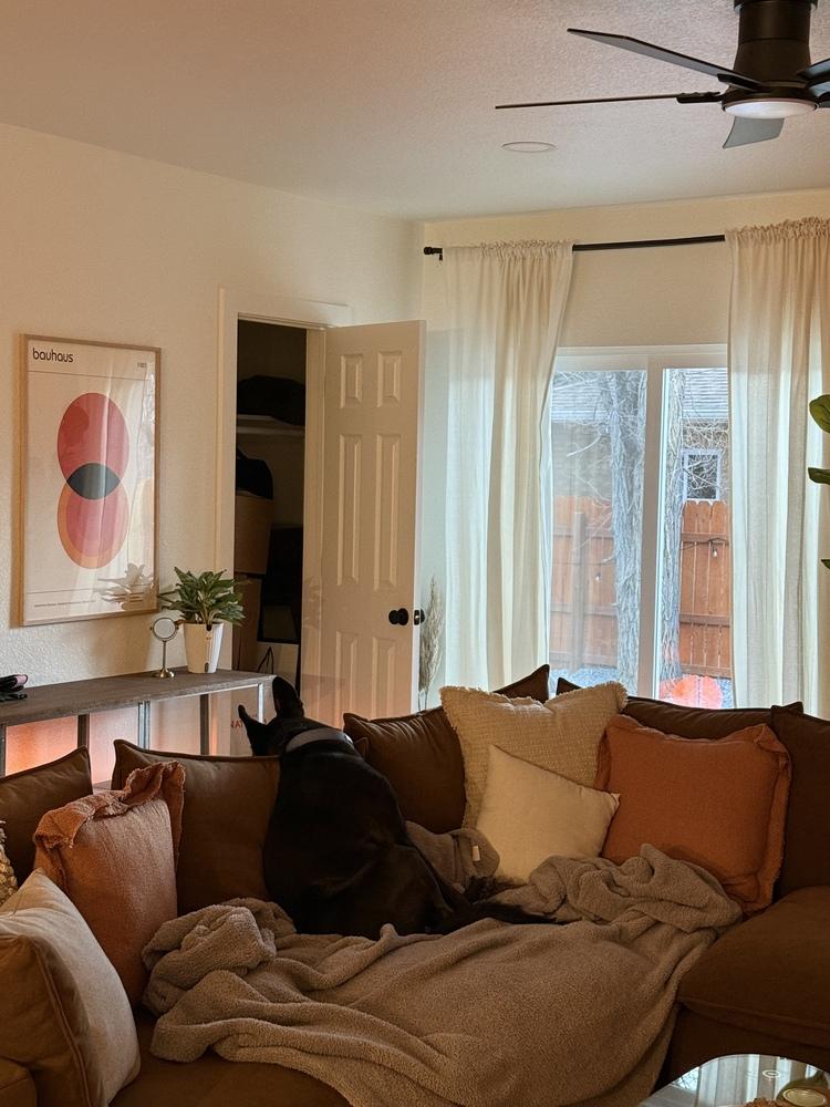 Enlarge Ellie, a Adoptable mixed breed in Denver, CO image 5/6