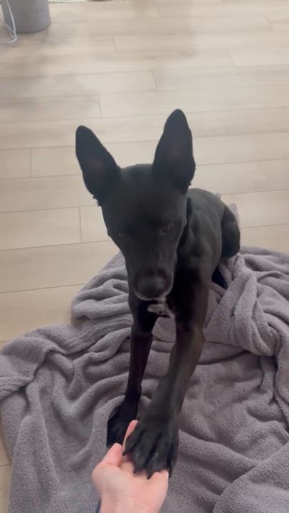 Enlarge Ellie, a Adoptable mixed breed in Denver, CO video 6/6