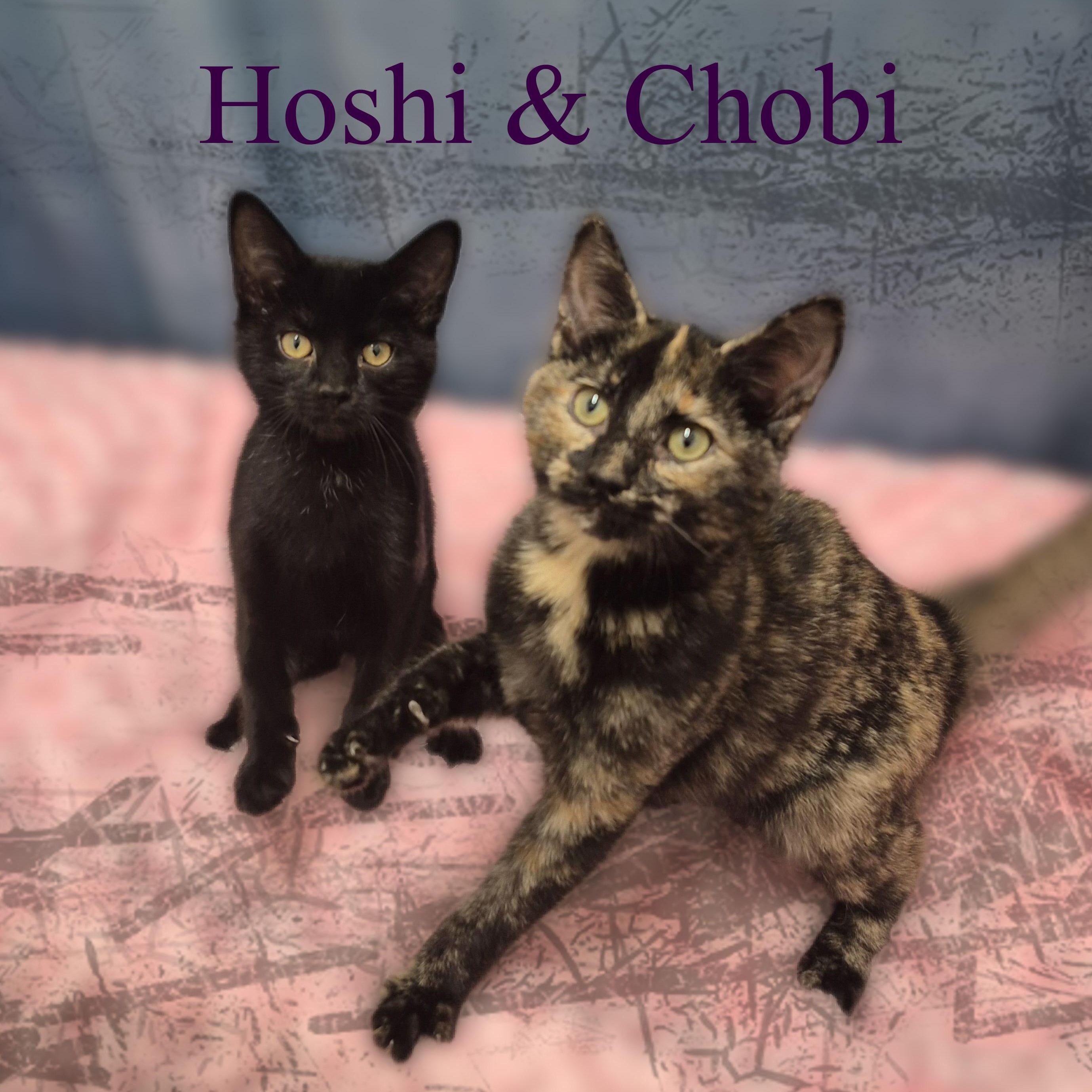 Chobi, a Adoptable Tortoiseshell in Charlotte, NC image 5/5