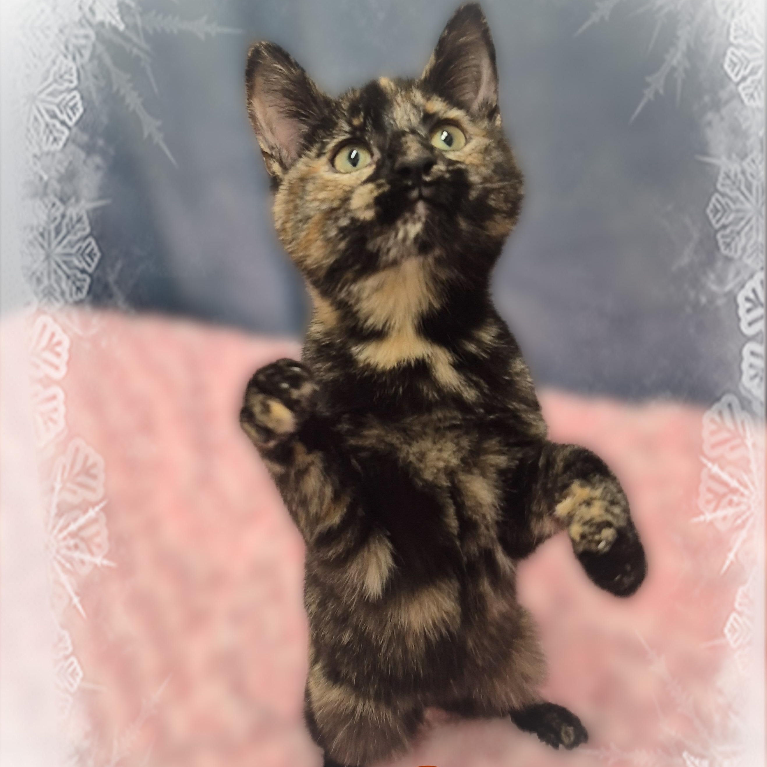 Chobi, a Adoptable Tortoiseshell in Charlotte, NC image 3/5