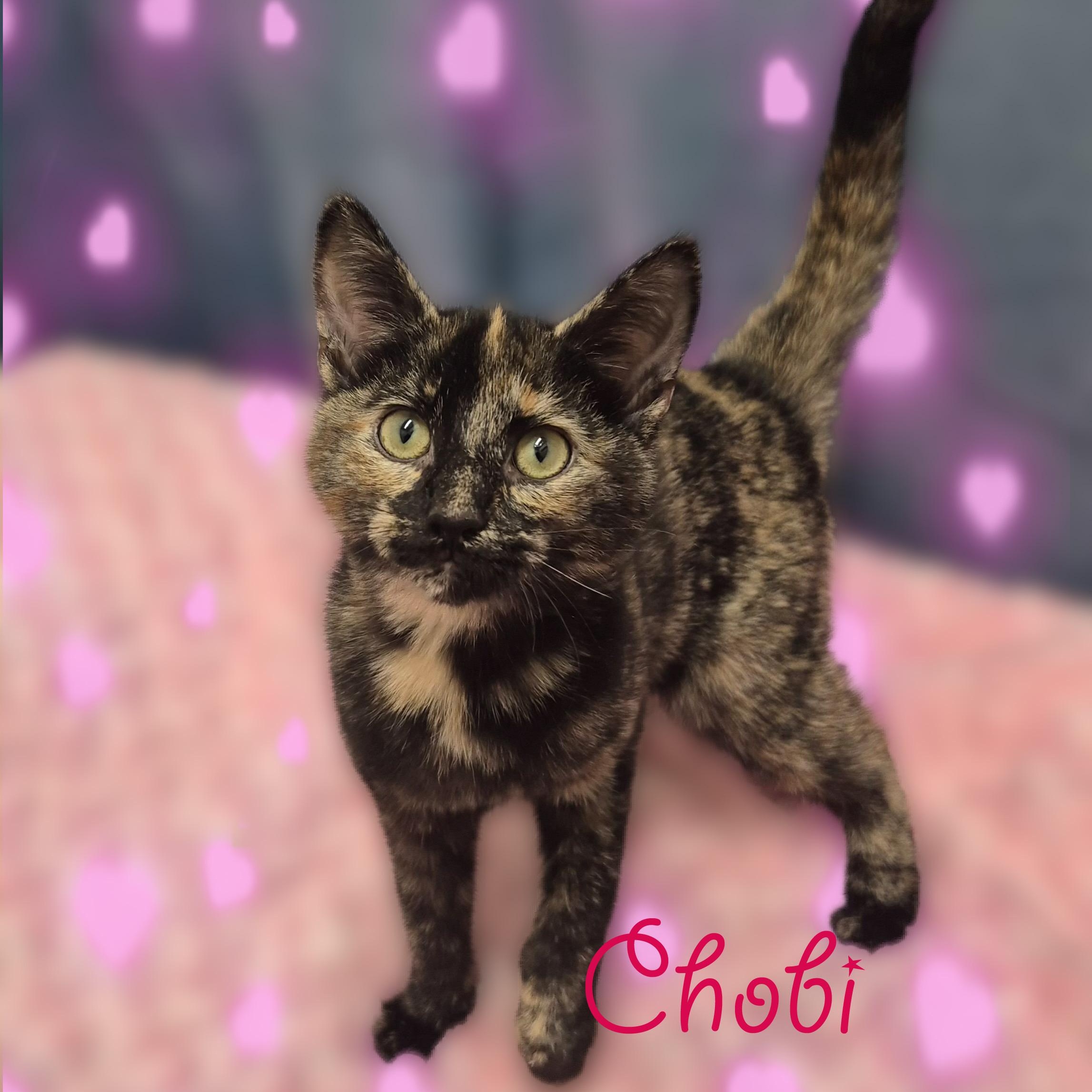 Chobi, a Adoptable Tortoiseshell in Charlotte, NC image 2/5
