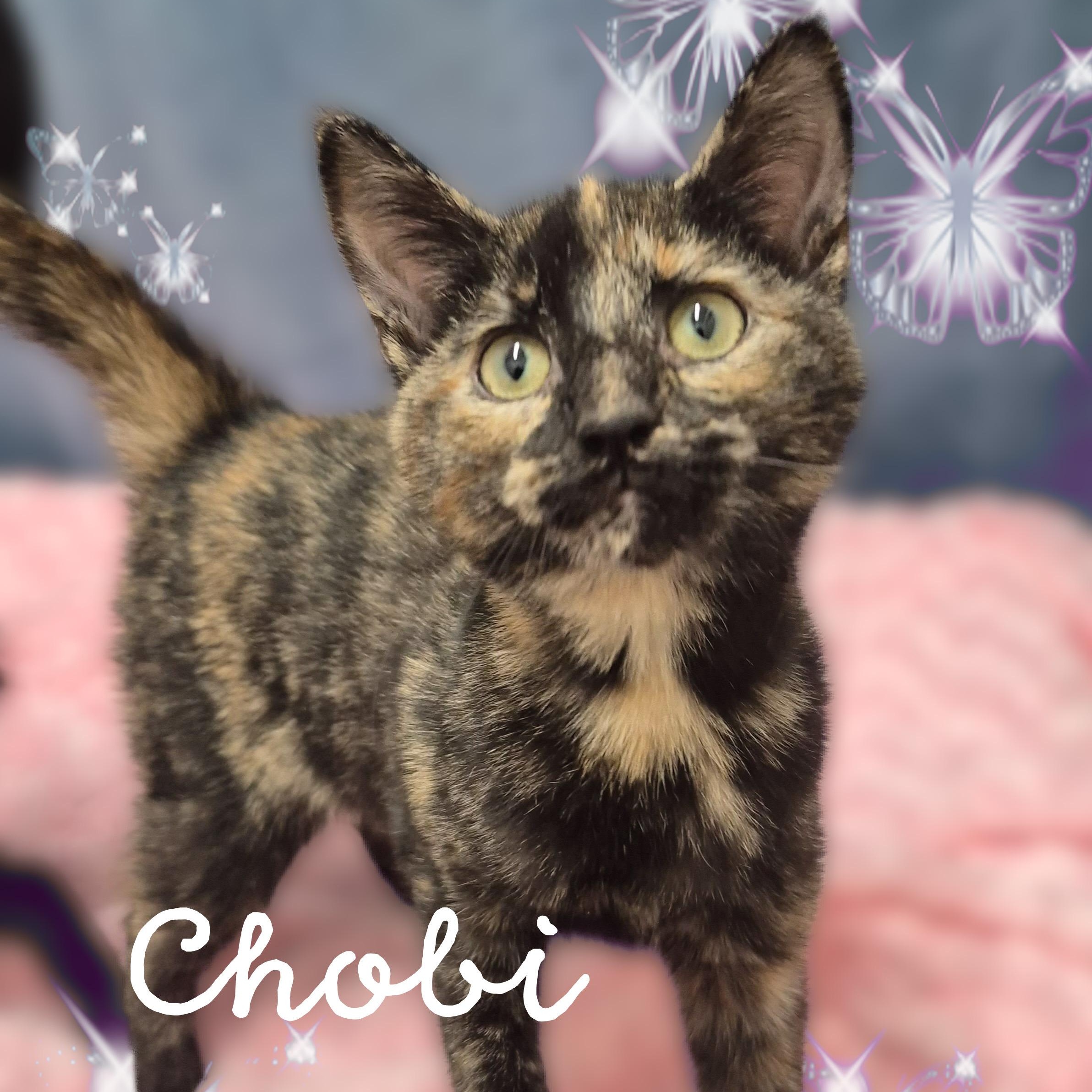 Chobi, a Adoptable Tortoiseshell in Charlotte, NC image 1/5