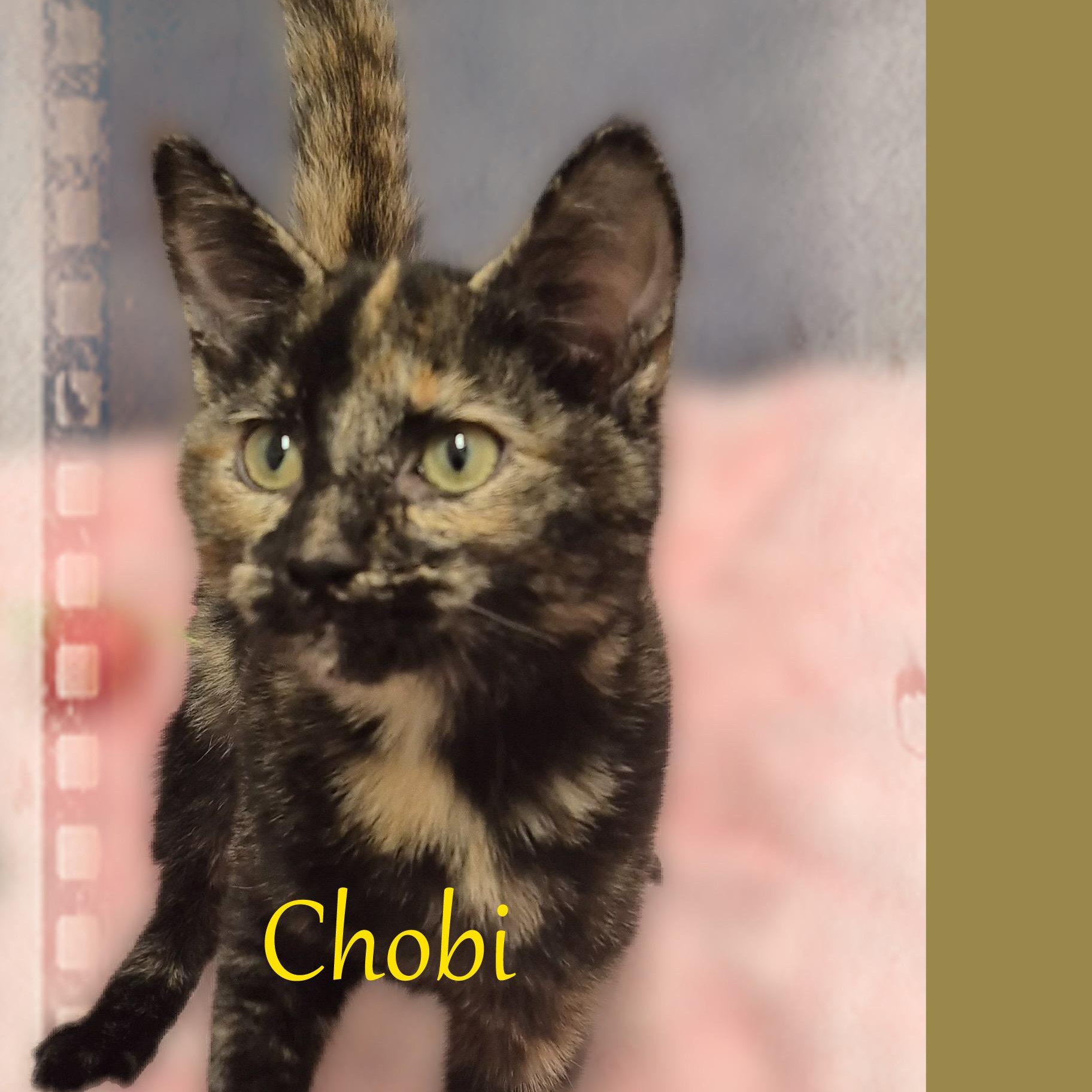 Chobi, a Adoptable Tortoiseshell in Charlotte, NC image 4/5