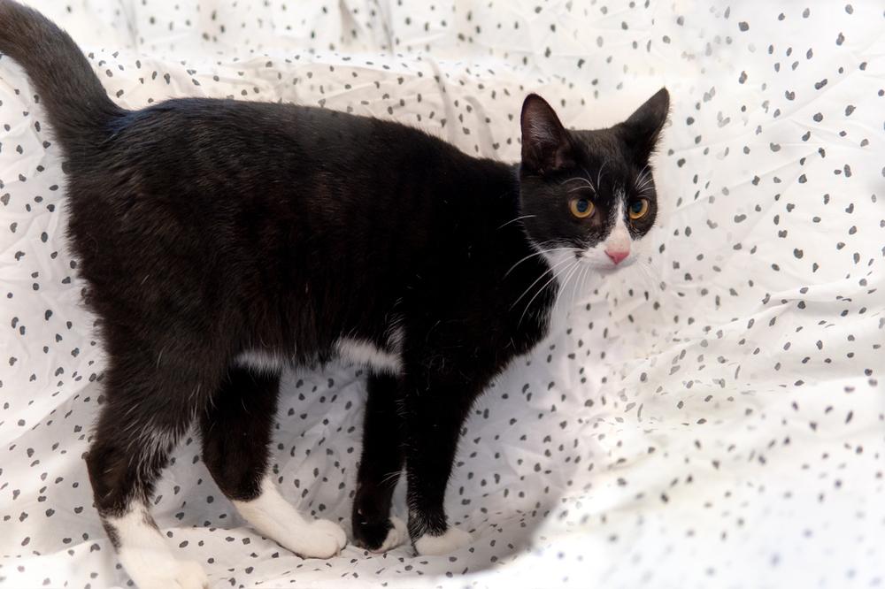 Morgan, Adoptable, Young Male Domestic Short Hair.