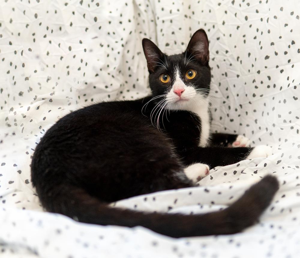 Enlarge Morgan, a Adoptable Domestic Short Hair in Wellington, FL image 2/2