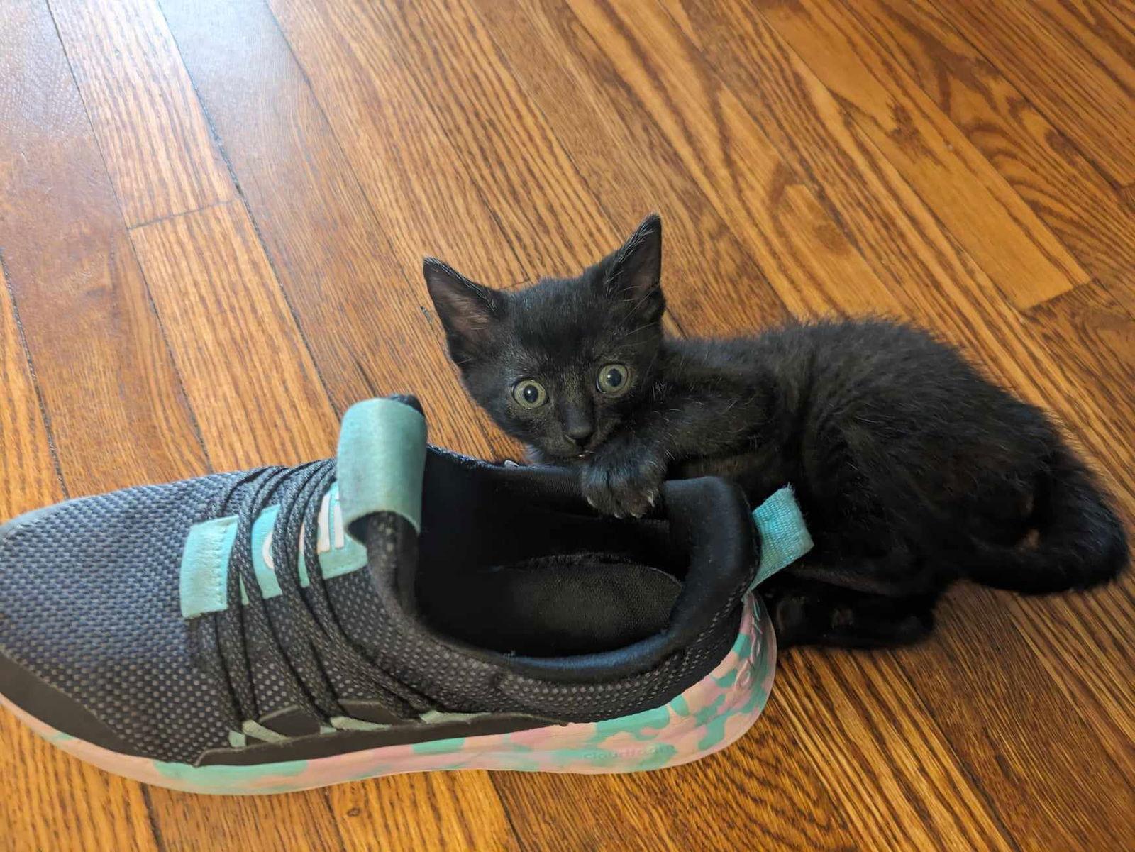 Enlarge Spike, a Adoptable Domestic Short Hair in Columbus, IN image 1/3