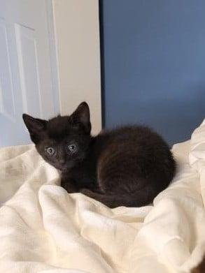 Enlarge Spike, a Adoptable Domestic Short Hair in Columbus, IN image 2/3