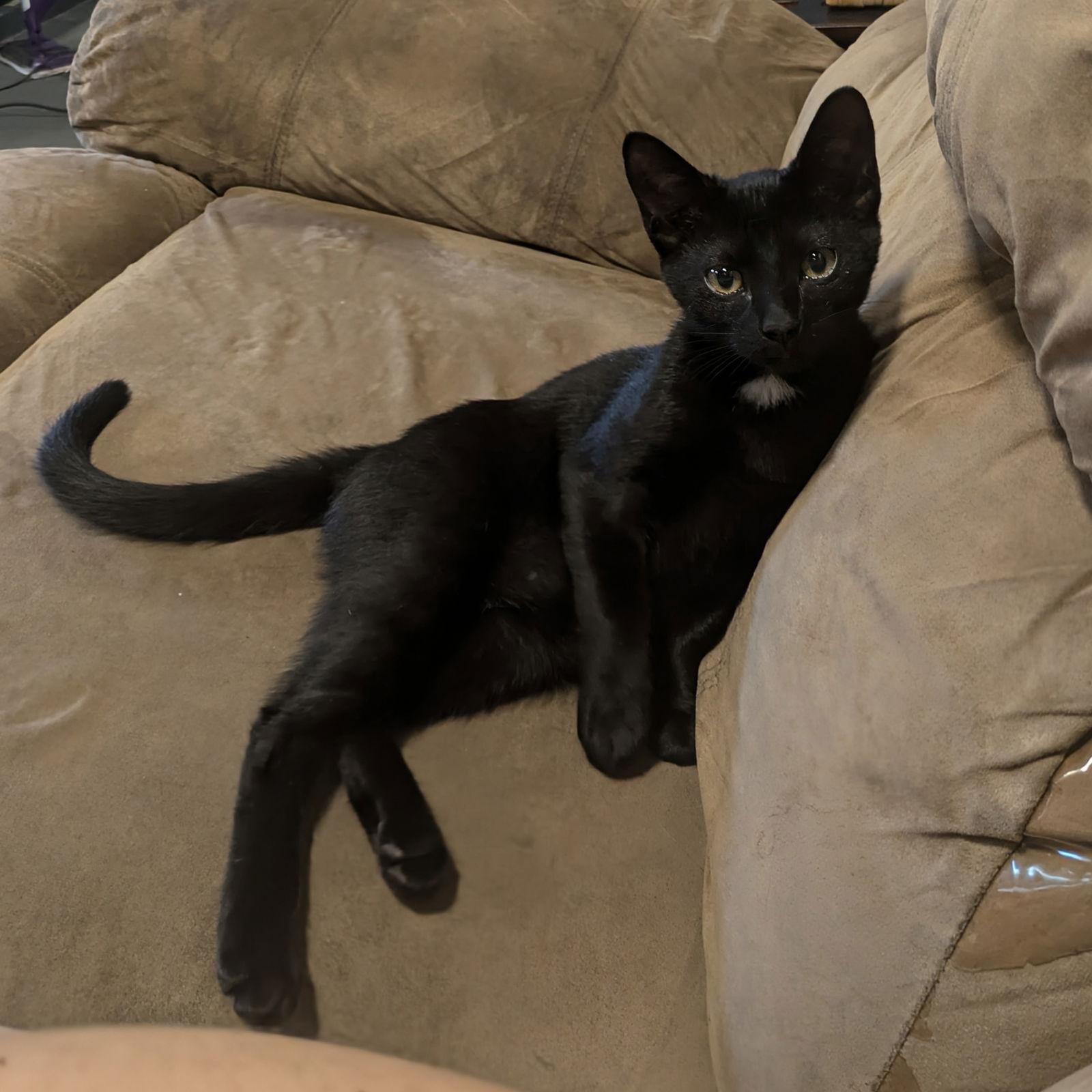 Enlarge Spike, a Adoptable Domestic Short Hair in Columbus, IN image 3/3