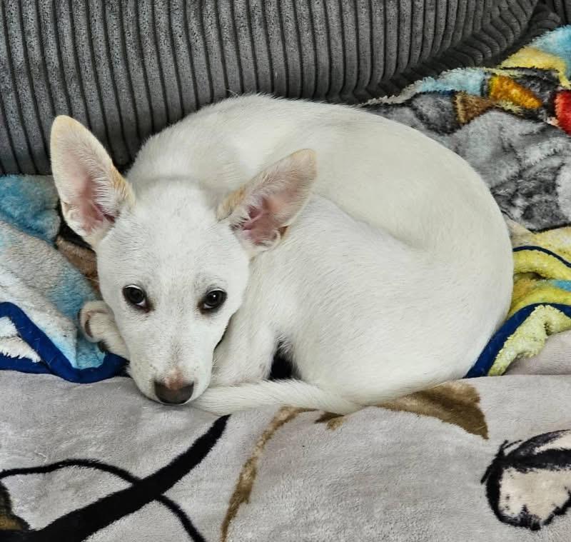 Wrigley, ADOPTABLE, Puppy Male Jack Russell Terrier & Chihuahua.