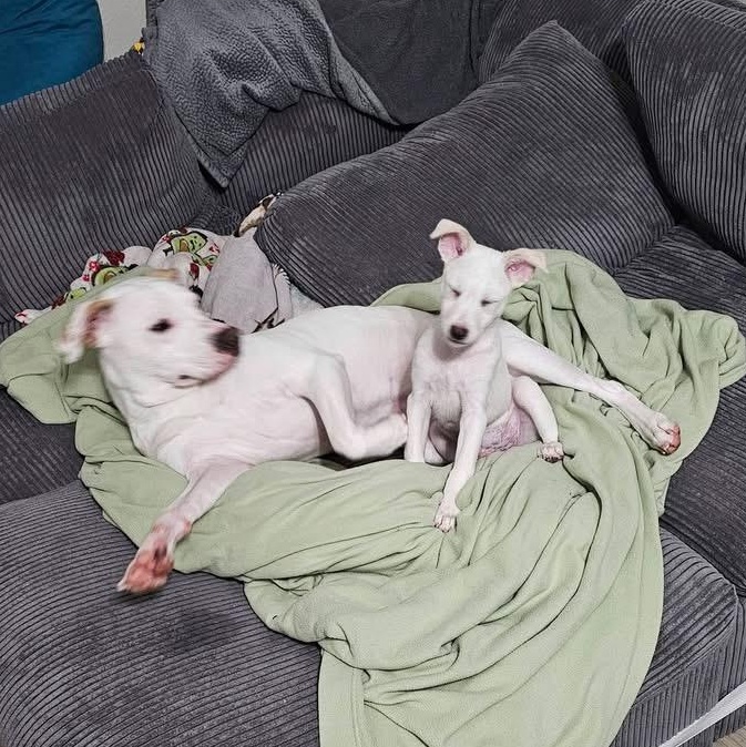 Enlarge Wrigley, a ADOPTABLE mixed breed in Crystal Lake, IL image 3/5