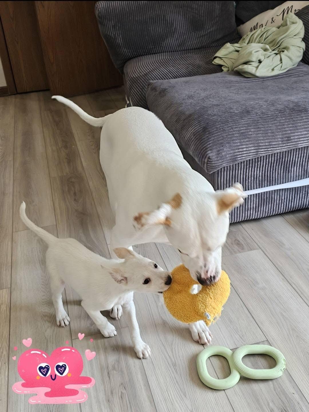 Enlarge Wrigley, a ADOPTABLE mixed breed in Crystal Lake, IL image 4/5