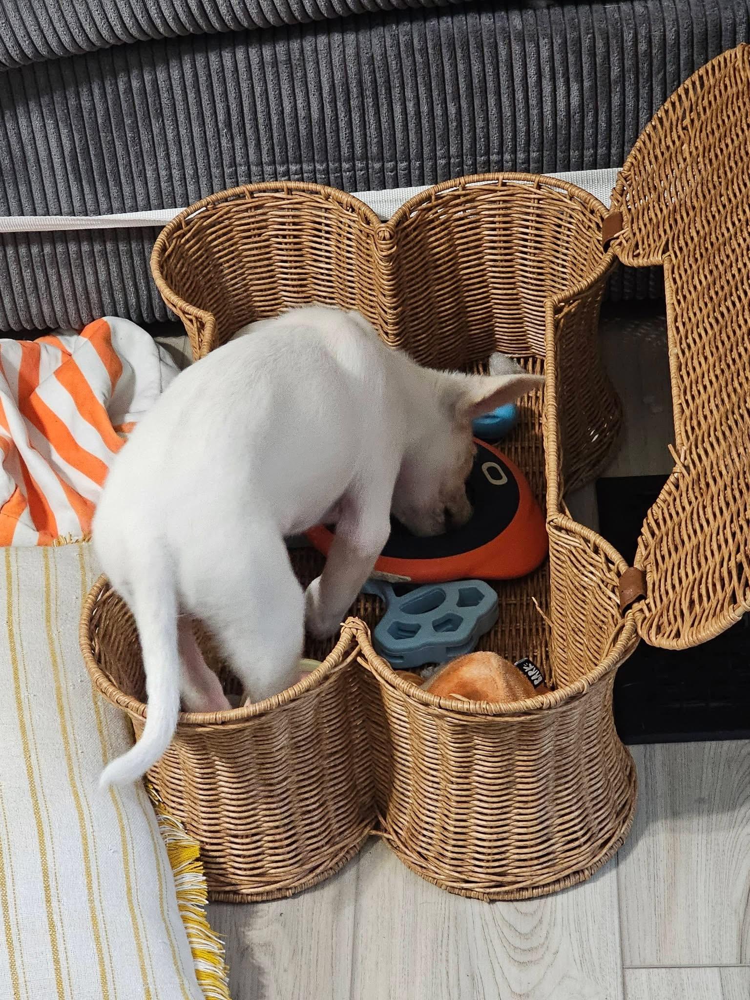 Enlarge Wrigley, a ADOPTABLE mixed breed in Crystal Lake, IL image 2/5