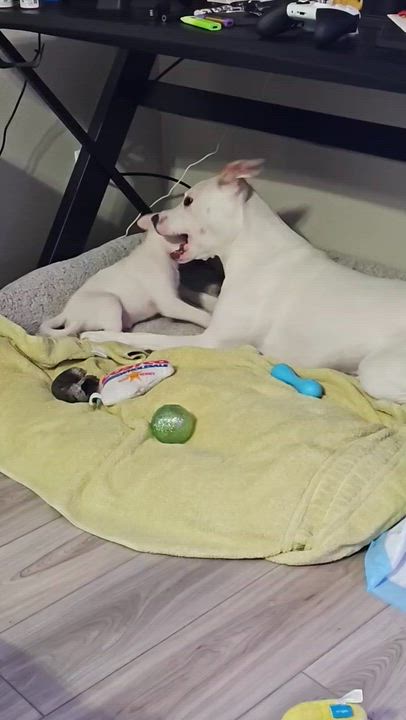 Enlarge Wrigley, a ADOPTABLE mixed breed in Crystal Lake, IL video 5/5