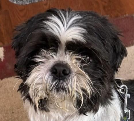 Enlarge Tucker, a ADOPTABLE Shih Tzu in Independence, MO image 1/5