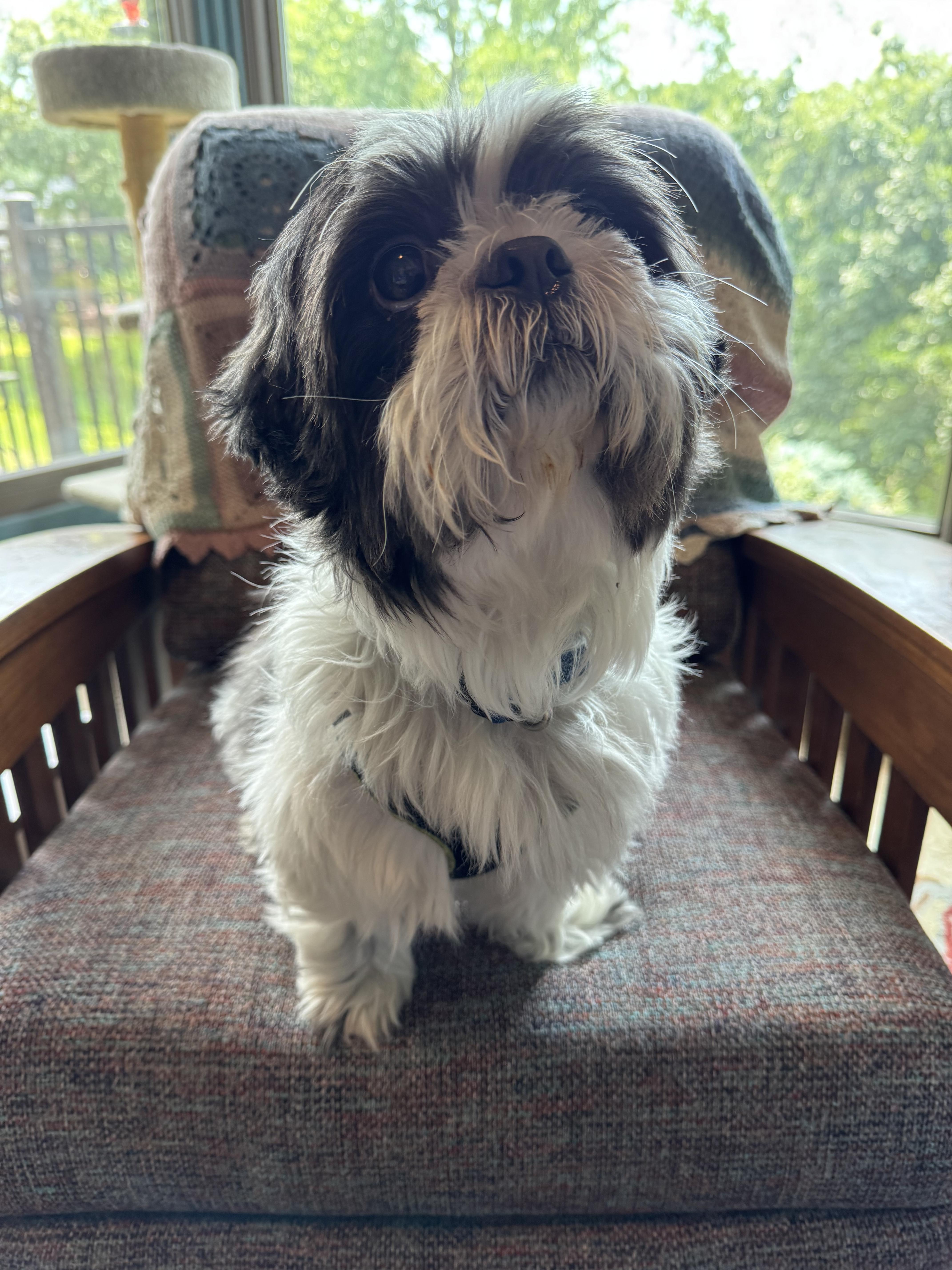 Enlarge Tucker, a ADOPTABLE Shih Tzu in Independence, MO image 4/5