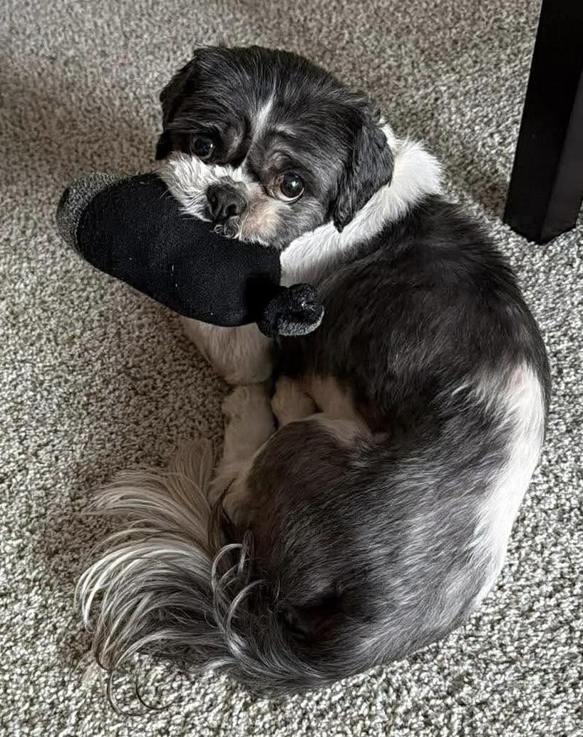 Enlarge Tucker, a ADOPTABLE Shih Tzu in Independence, MO image 5/5