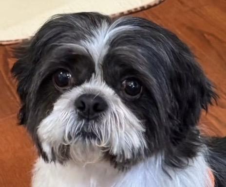 Tucker, ADOPTABLE, Adult Male Shih Tzu.