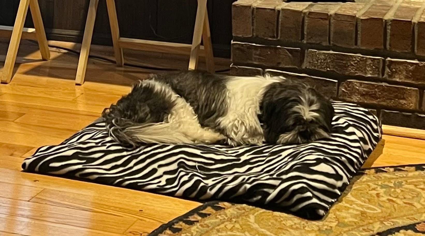Enlarge Tucker, a ADOPTABLE Shih Tzu in Independence, MO image 2/5