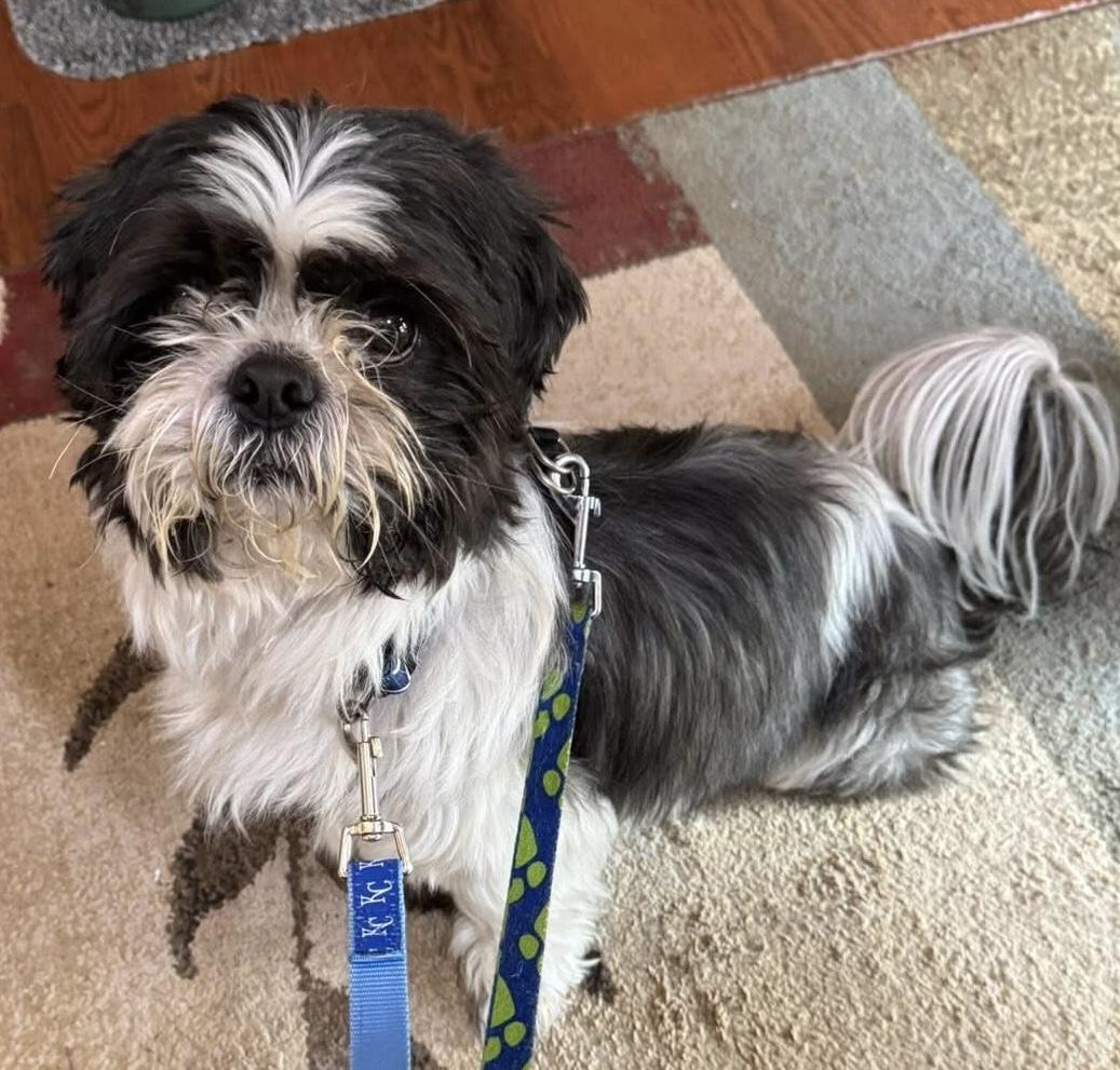 Enlarge Tucker, a ADOPTABLE Shih Tzu in Independence, MO image 3/5