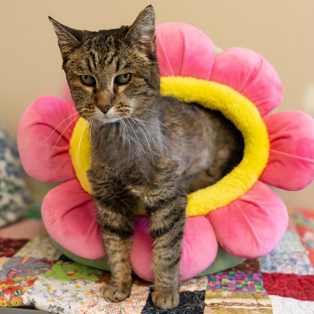 Enlarge Tara, a Adoptable Domestic Short Hair in Medford, OR image 1/2