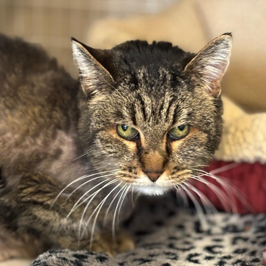 Enlarge Tara, a Adoptable Domestic Short Hair in Medford, OR image 1/1