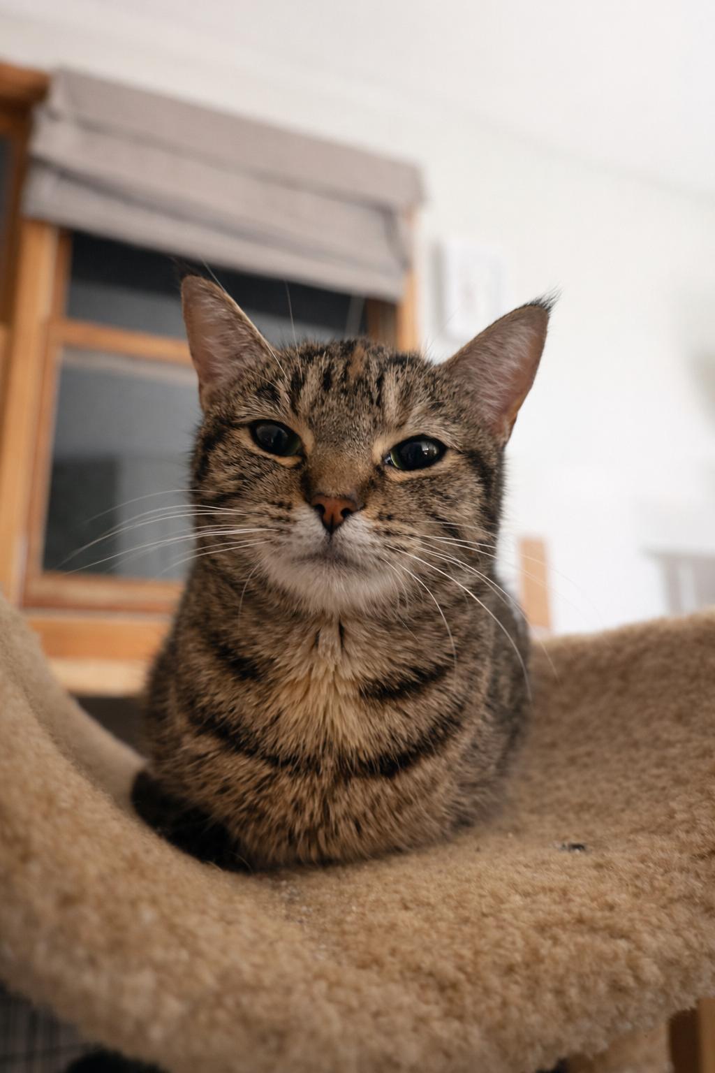 Sarah, ADOPTABLE, Adult Female Domestic Short Hair.