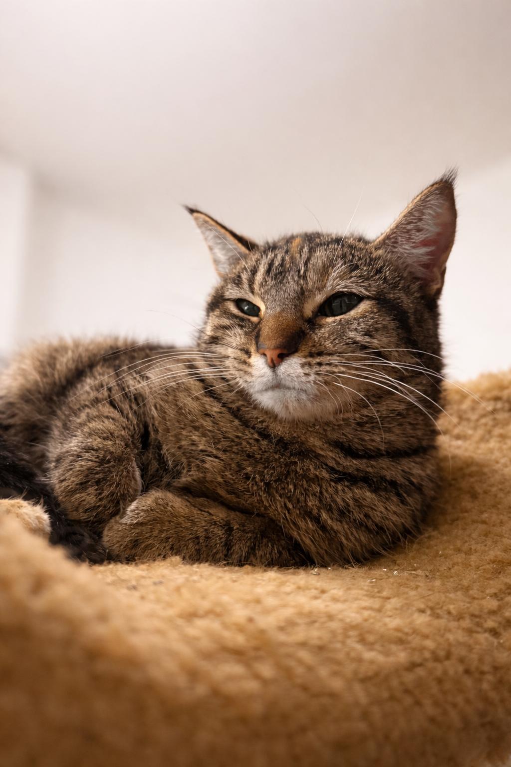 Enlarge Sarah, a ADOPTABLE Domestic Short Hair in Lone rock, WI image 2/2