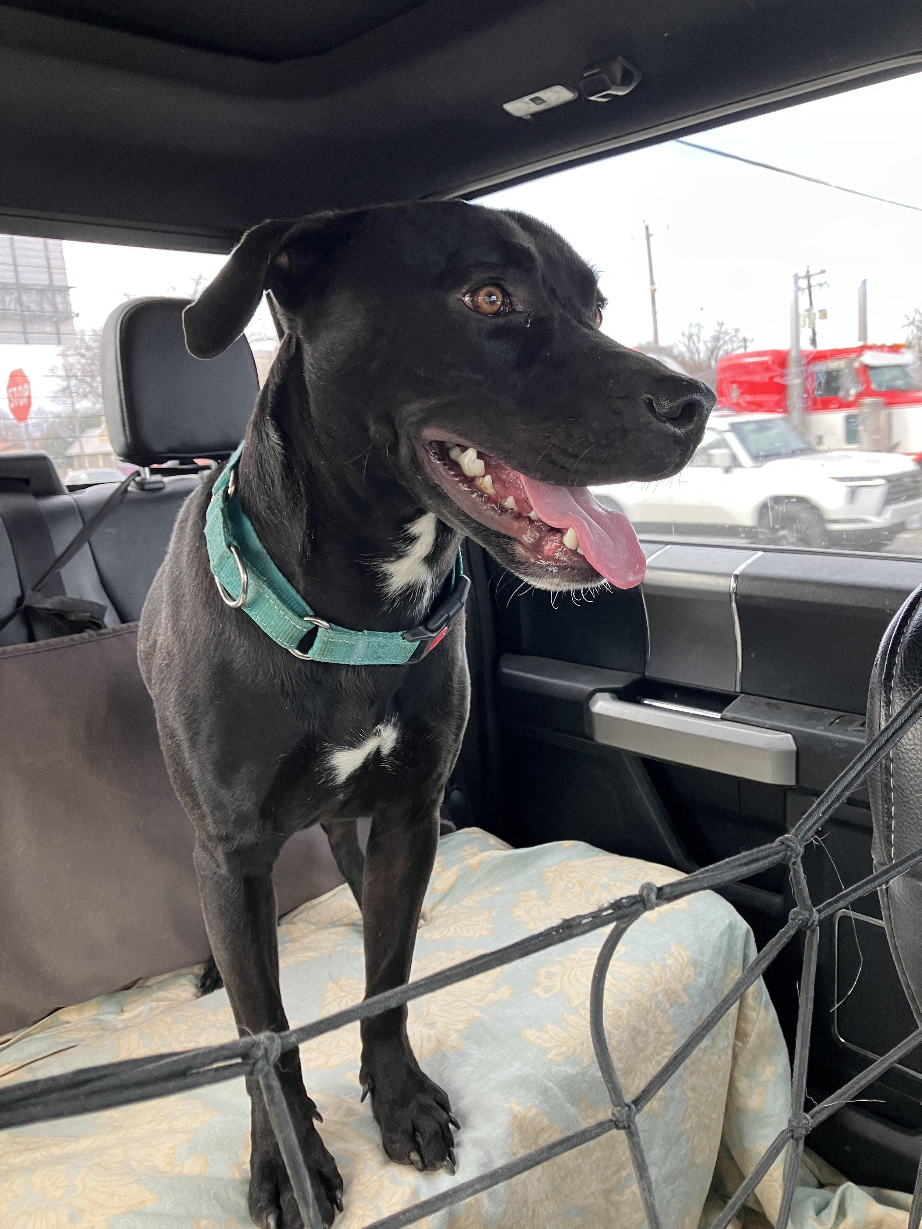 COLE-Your Hiking Buddy is Here!, Adoptable, Young Male Black Labrador Retriever & Mixed Breed.