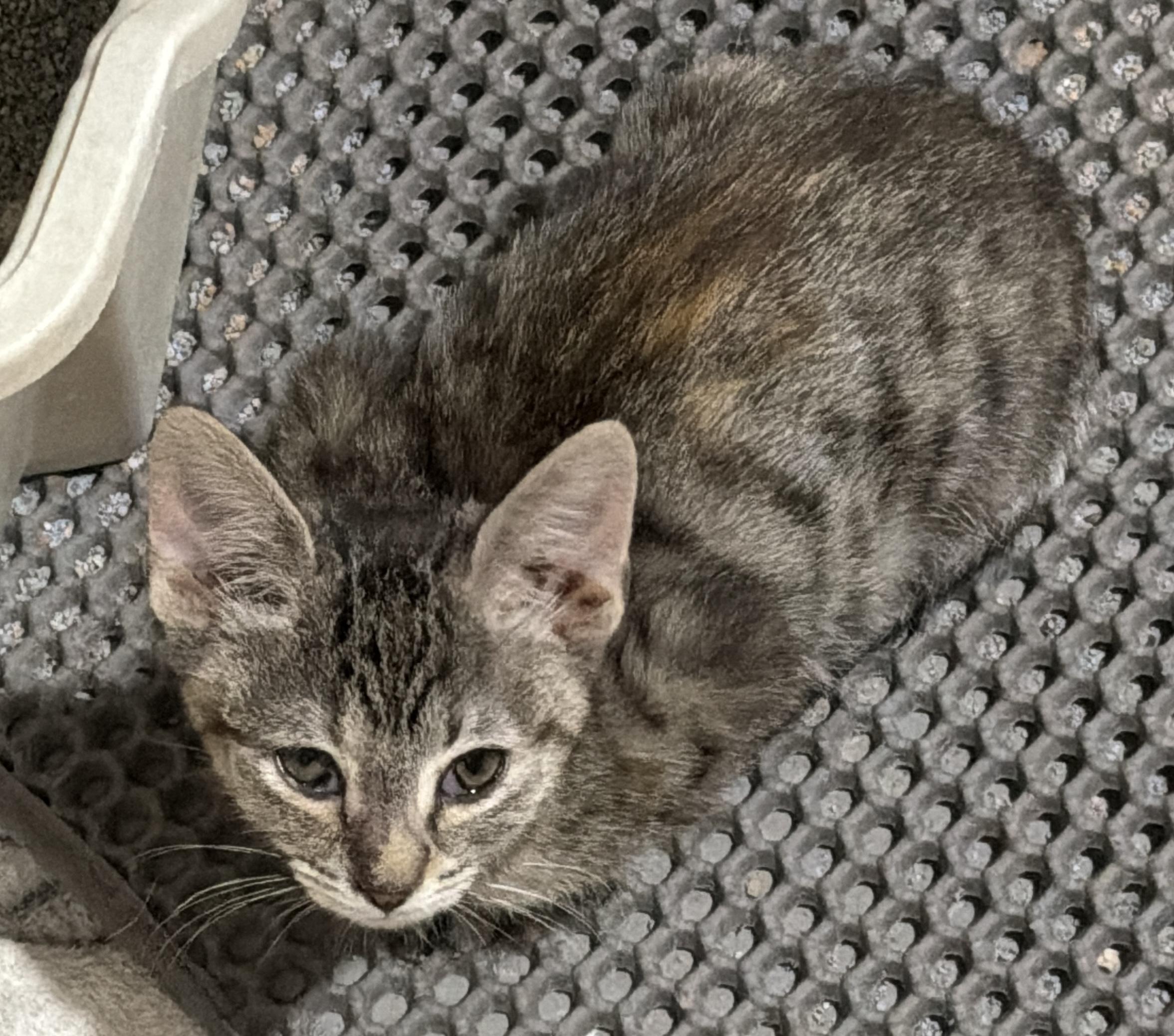 Enlarge Terra, a Adoptable Domestic Short Hair in East Hanover, NJ image 2/2