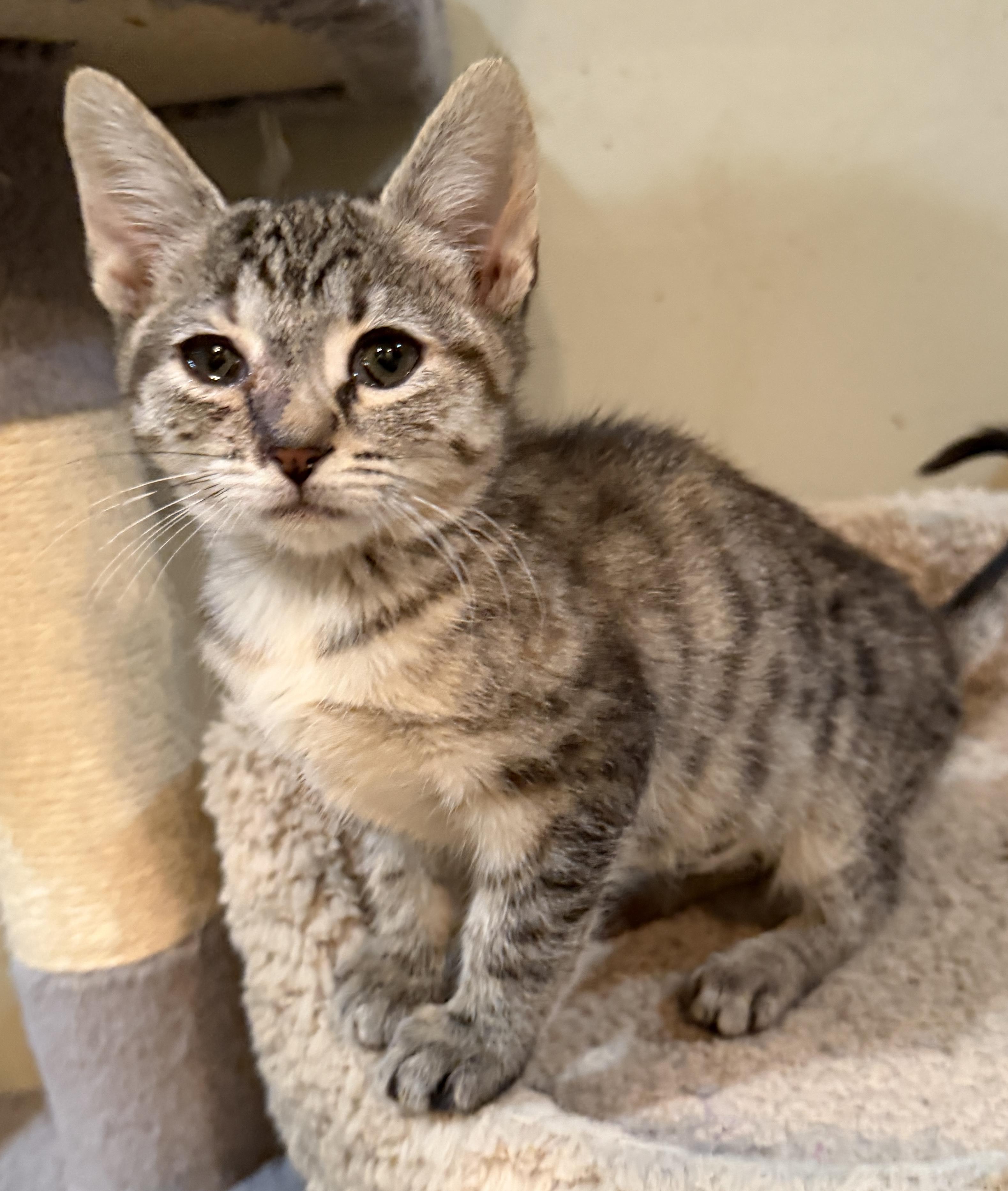 Terra, Adoptable, Kitten Female Domestic Short Hair.