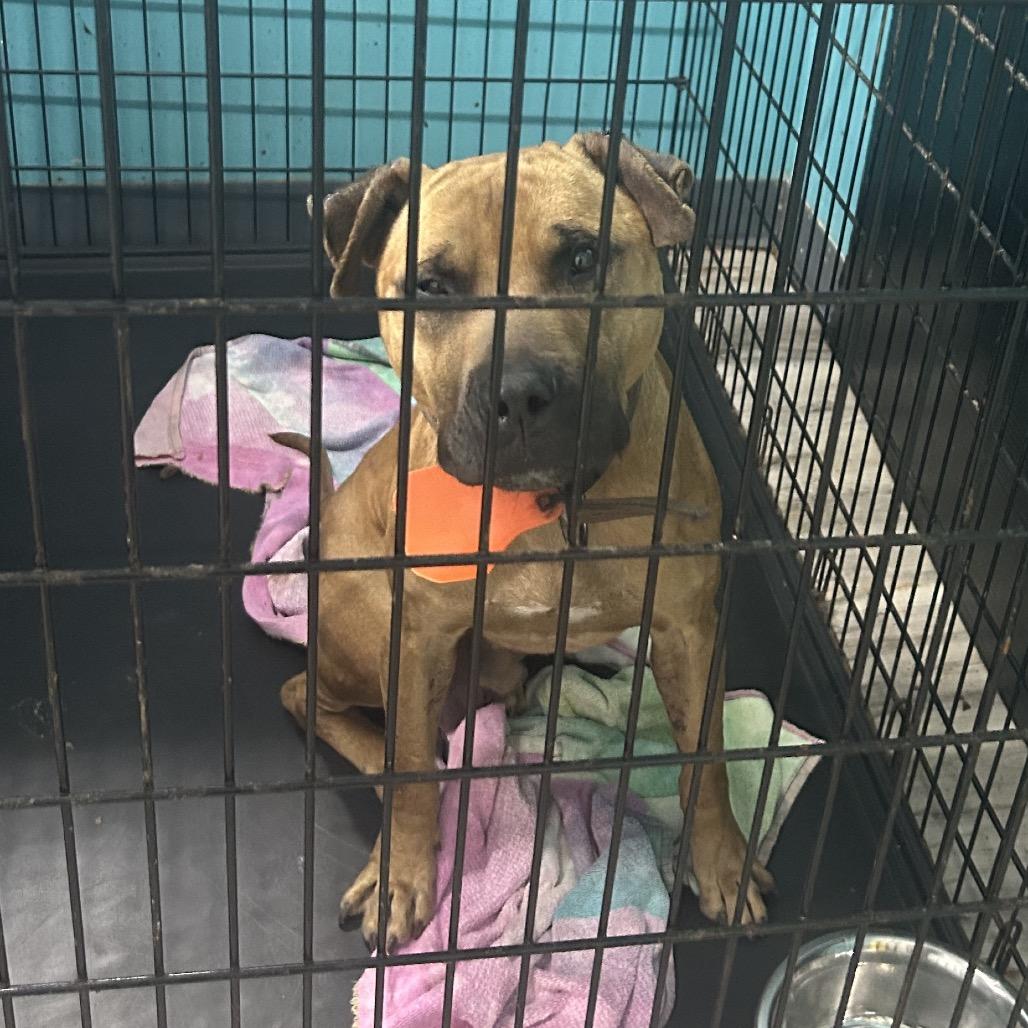 Mr. Bojangles thumbnail 2