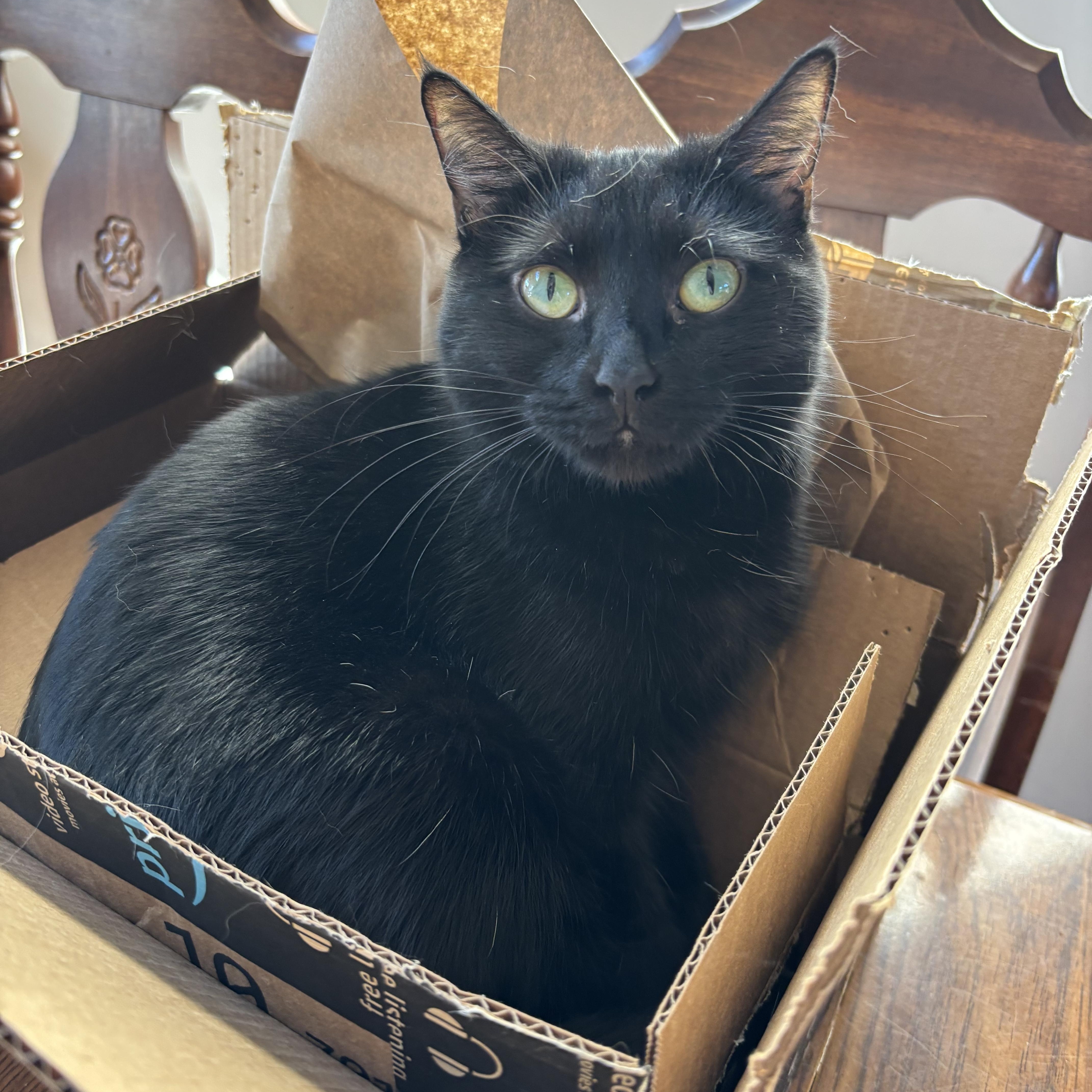 Enlarge Morticia, a Adoptable Domestic Short Hair in Leesville, SC image 1/5