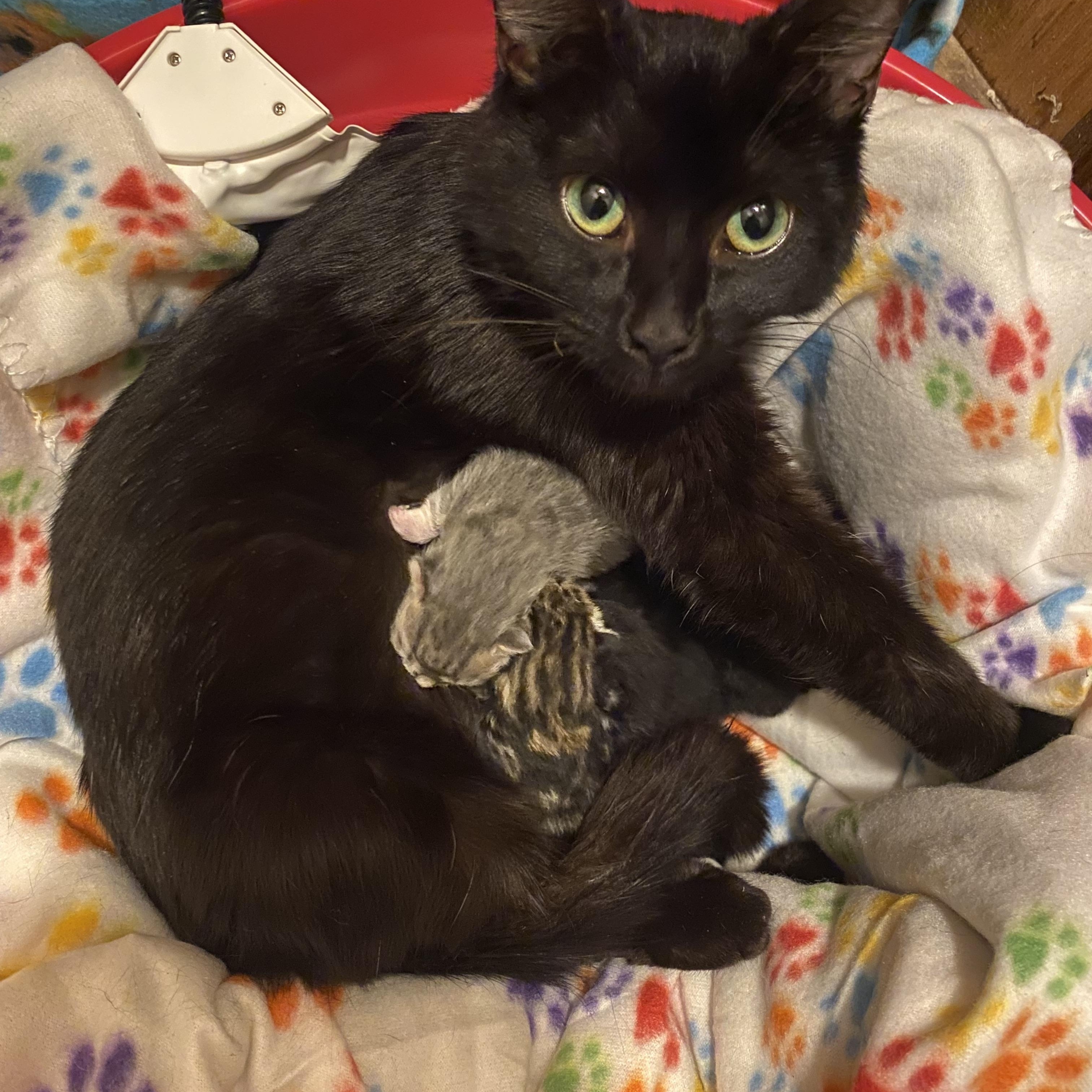 Enlarge Morticia, a Adoptable Domestic Short Hair in Leesville, SC image 2/5