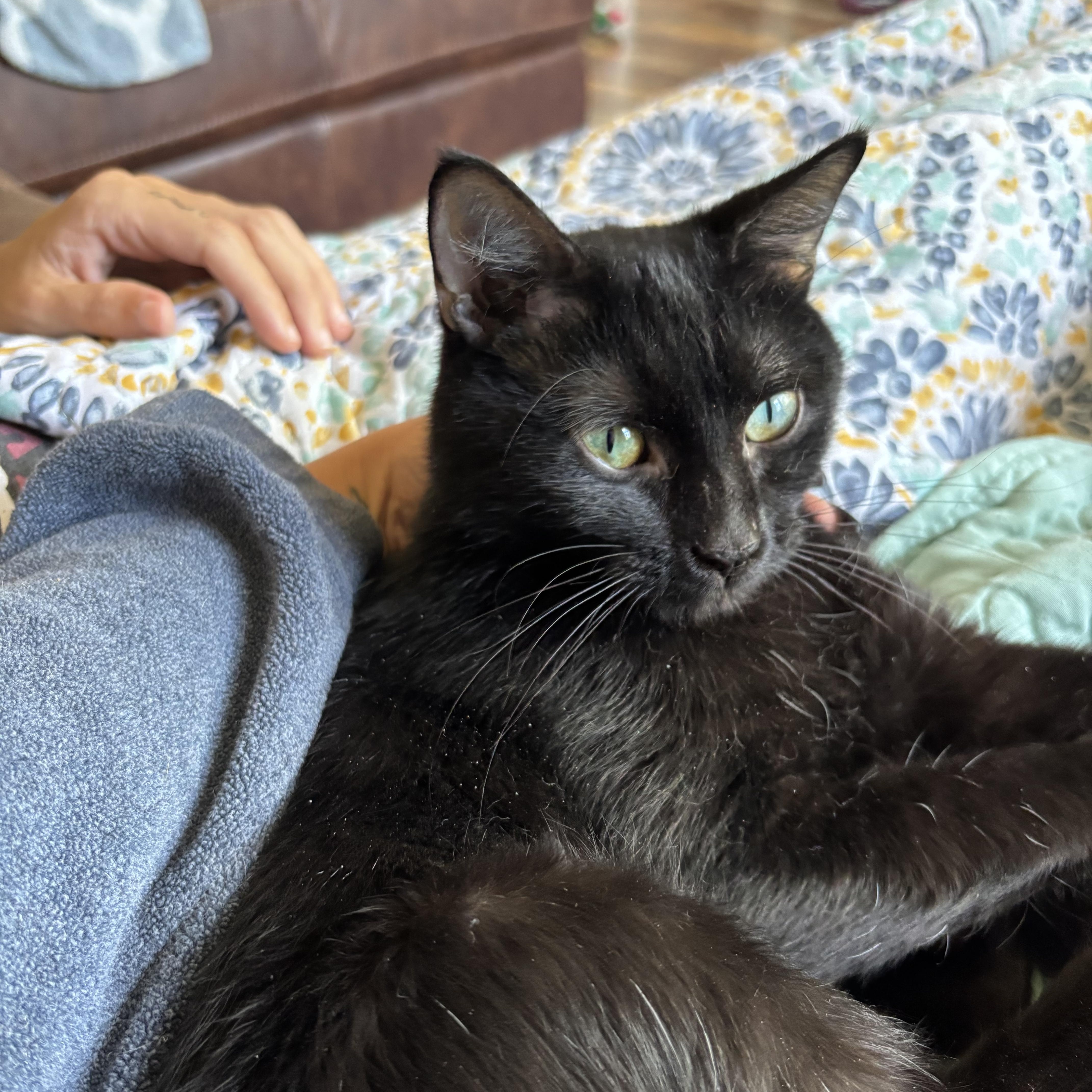 Enlarge Morticia, a Adoptable Domestic Short Hair in Leesville, SC image 3/5