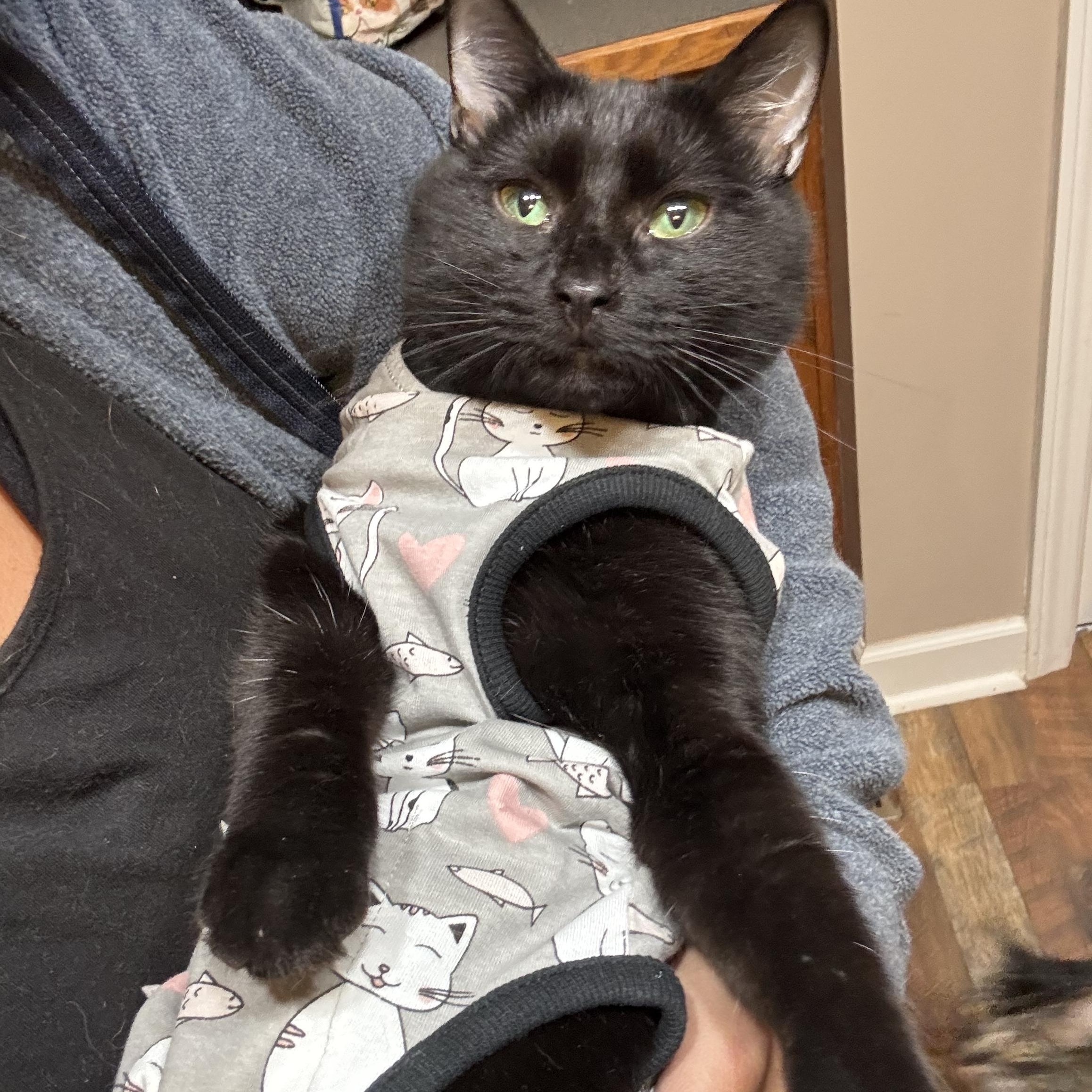 Enlarge Morticia, a Adoptable Domestic Short Hair in Leesville, SC image 4/5