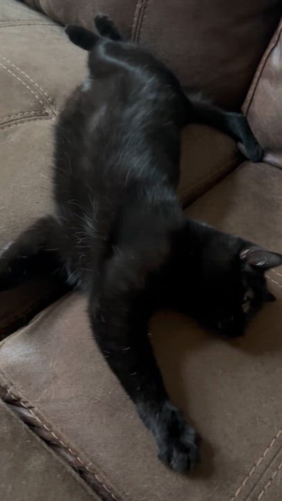 Enlarge Morticia, a Adoptable Domestic Short Hair in Leesville, SC video 5/5