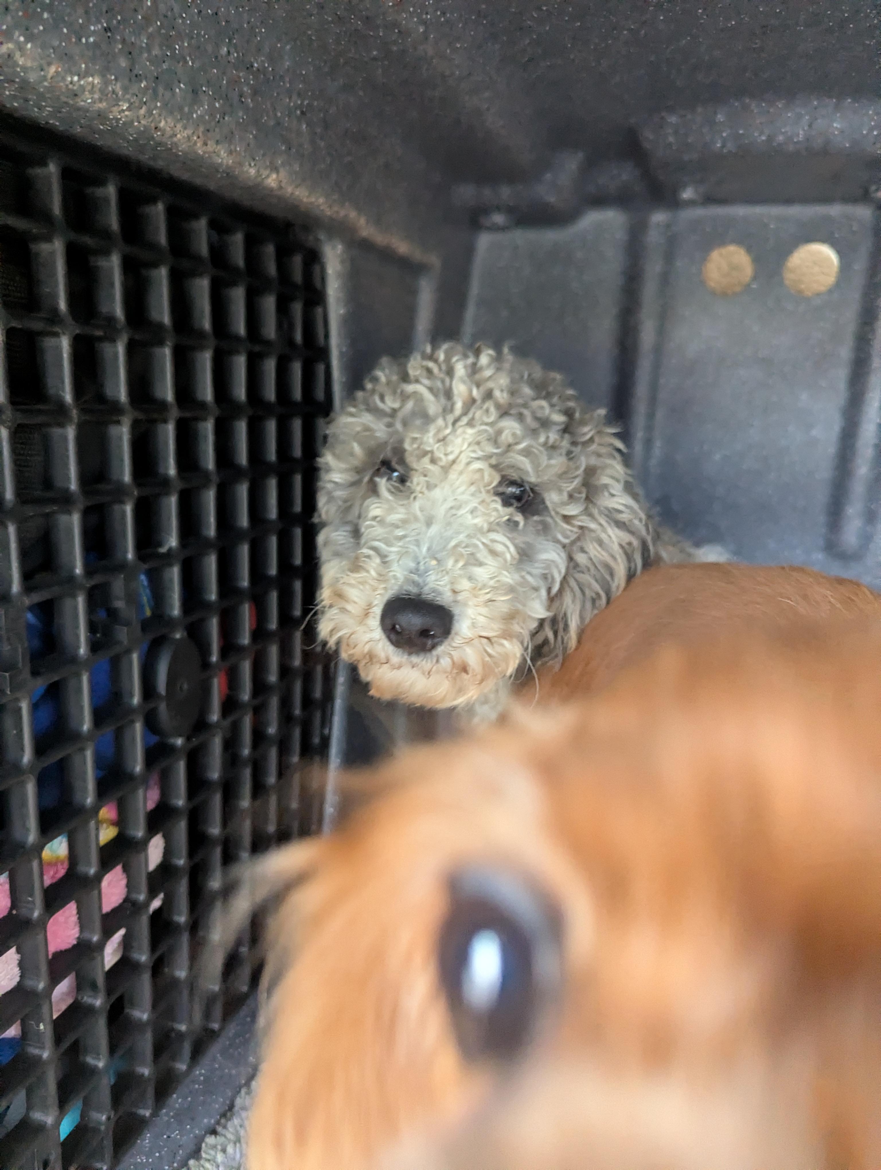Snoops, Adoptable, Young Male Miniature Poodle.