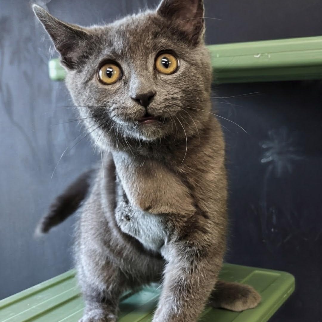 Sparky, an adopted Domestic Short Hair in West Jefferson, OH image 5/6