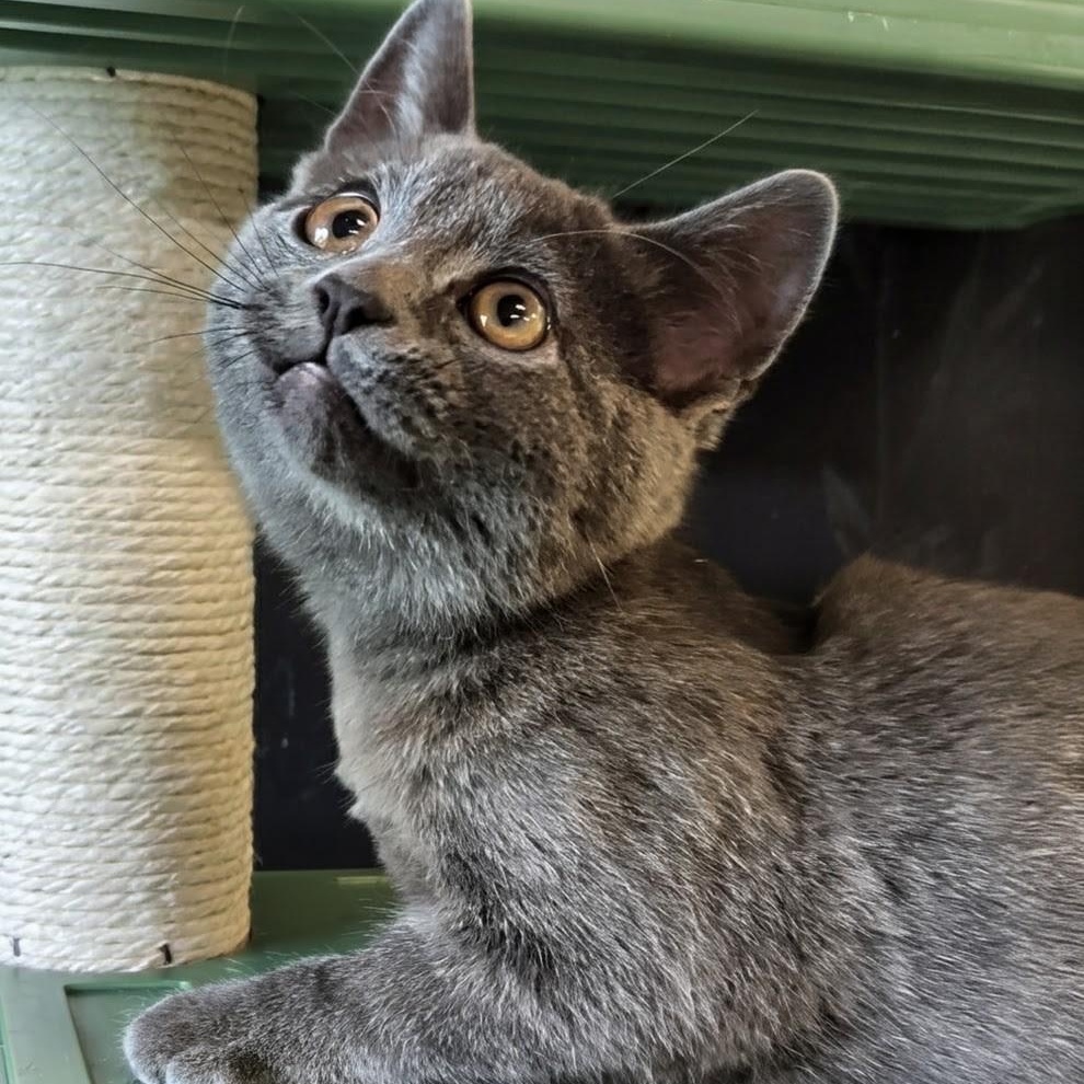 Sparky, an adopted Domestic Short Hair in West Jefferson, OH image 3/6