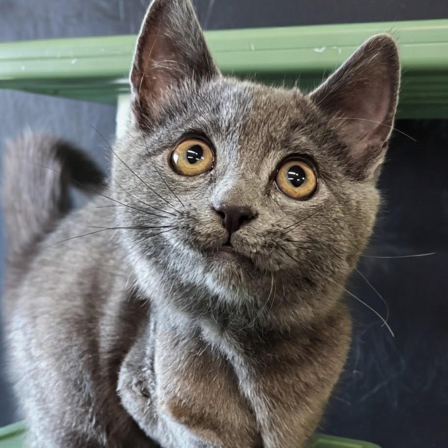 Sparky, an adopted Domestic Short Hair in West Jefferson, OH image 1/6