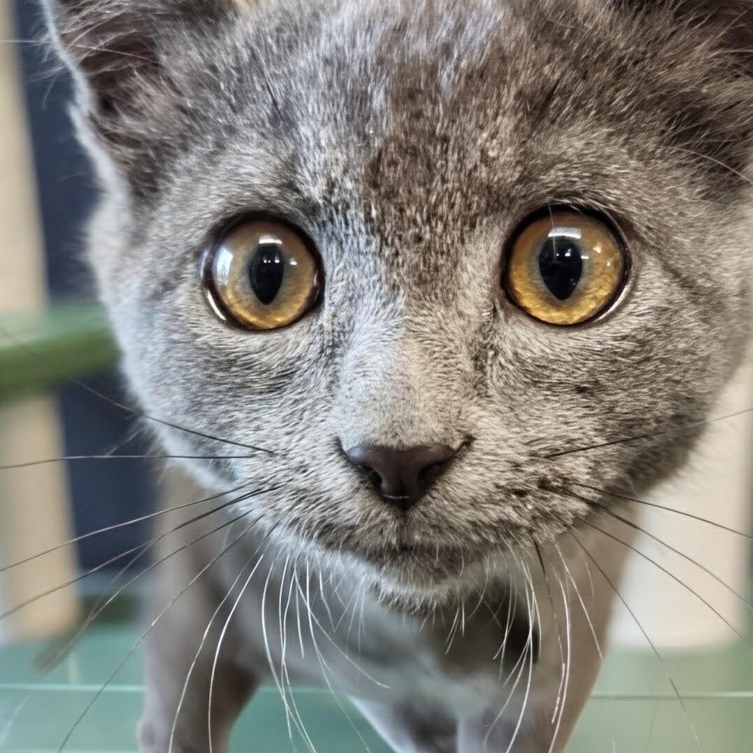 Sparky, an adopted Domestic Short Hair in West Jefferson, OH image 6/6