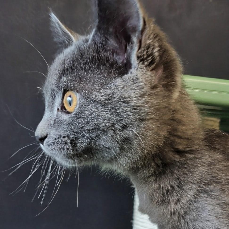 Sparky, an adopted Domestic Short Hair in West Jefferson, OH image 4/6