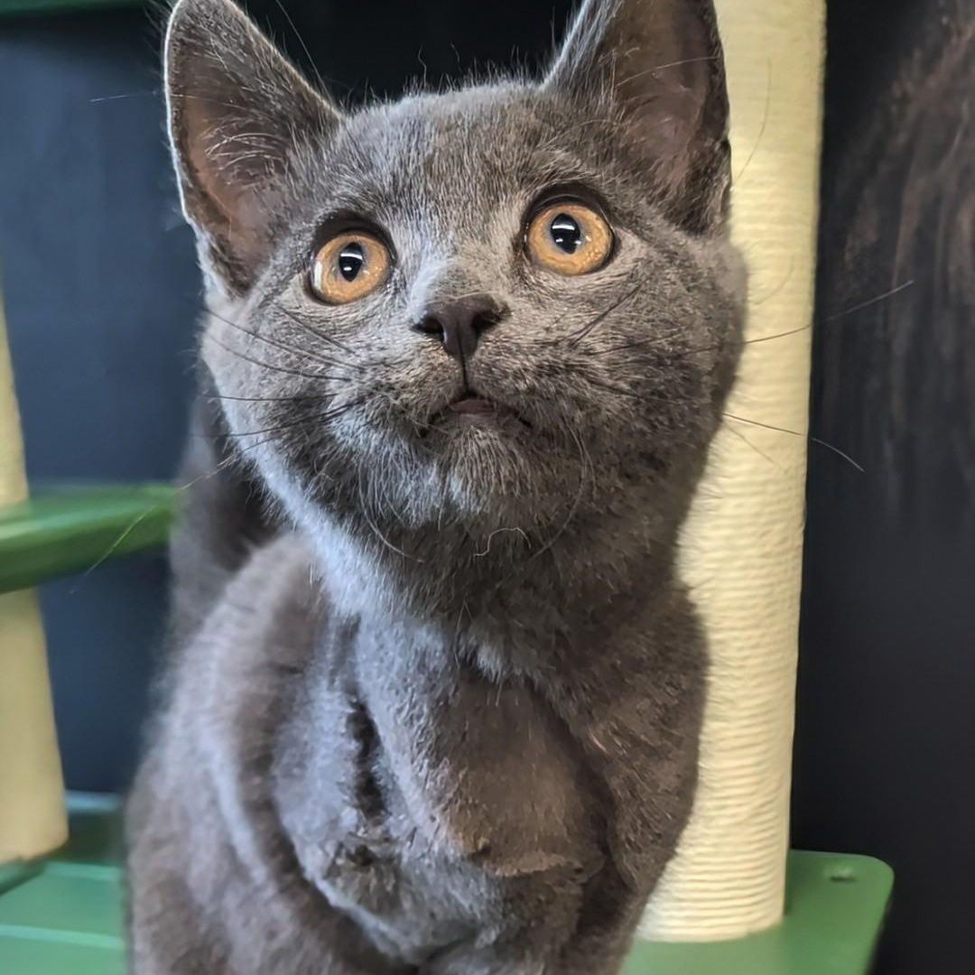 Sparky, an adopted Domestic Short Hair in West Jefferson, OH image 2/6